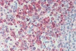 ERMP1 Antibody, Novus Biologicals 50 &mu;g | Buy Online | Bio-Techne | Fisher Scientific